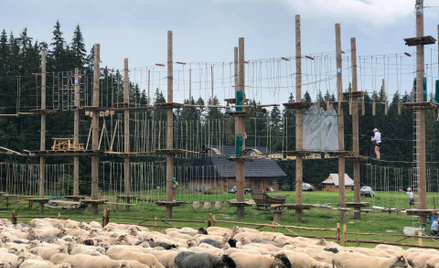 Piorun uderzył w podpory parku linowego na Siwej Polanie w Tatrach. Padło 11 owiec.