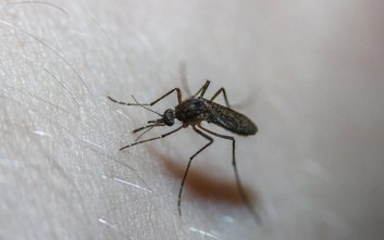 Warszawa nie planuje globalnej akcji odkomarzania i odkleszczania