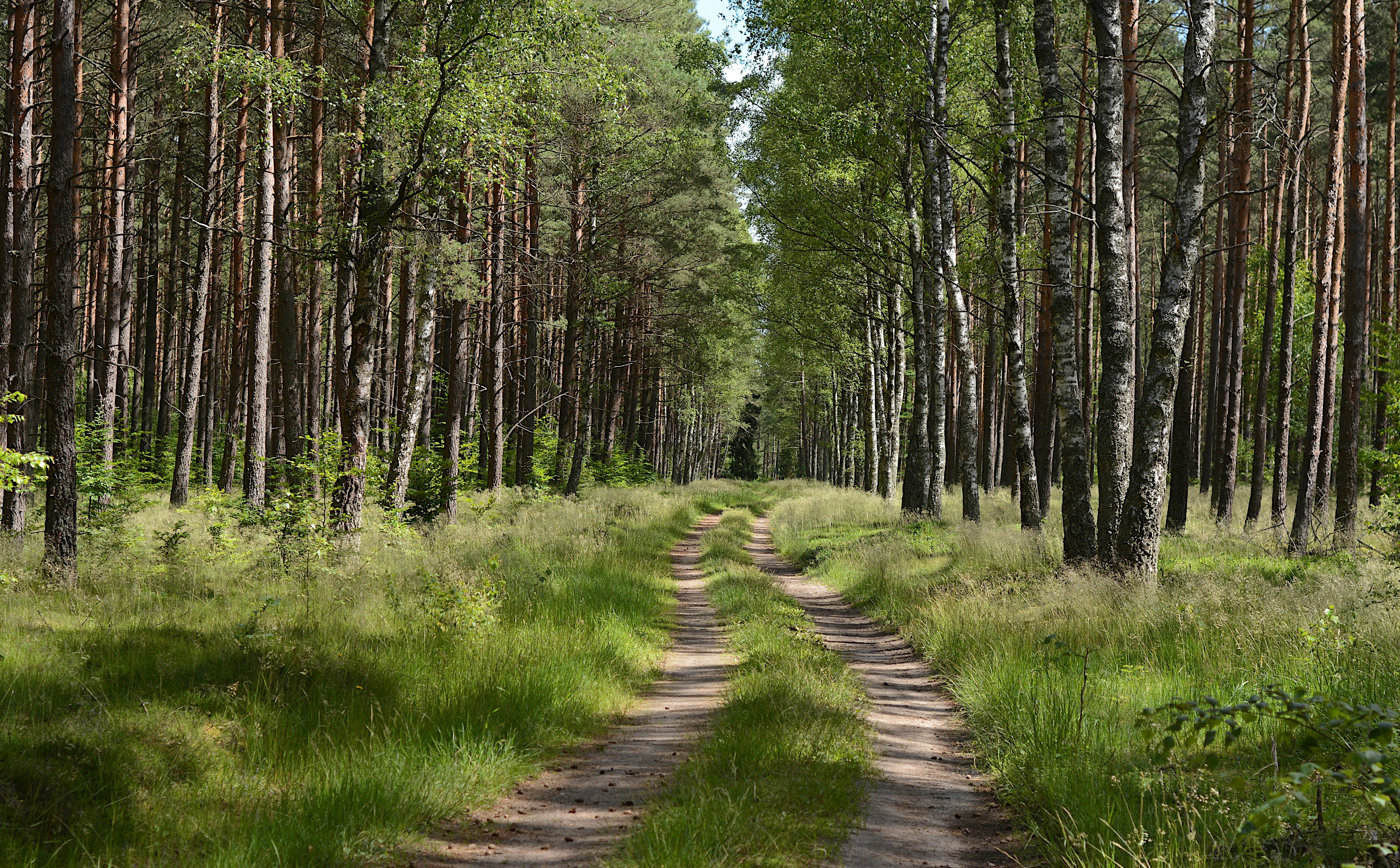 W polskich miastach pojawią się lasy społeczne. Nowy projekt resortu środowiska