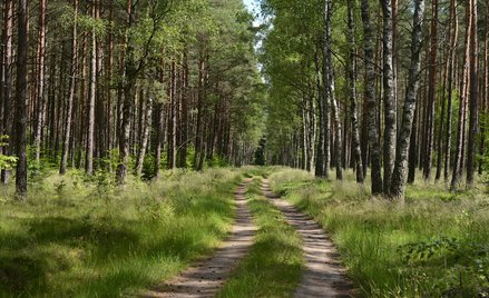 Lasy społeczne o największej powierzchni w Polsce pojawią się w okolicach Warszawy.