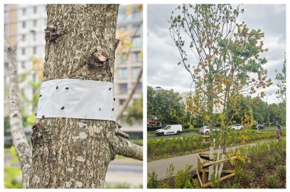 Dęby szypułkowe z parku nad POW zaatakował ogłodek dębowiec