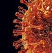 Wirus grypy H1N1. Z powodu jego mutacji Światowa Organizacja Zdrowia ogłosiła pandemię