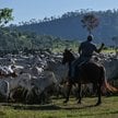 Pasterze prowadzą bydło na farmie w Sao Felix do Xingu w stanie Para w Brazylii