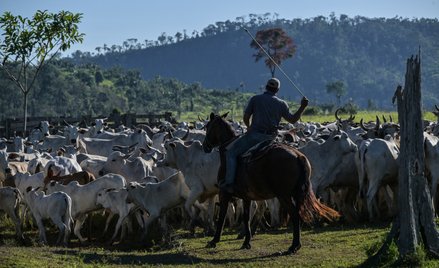 Pasterze prowadzą bydło na farmie w Sao Felix do Xingu w stanie Para w Brazylii