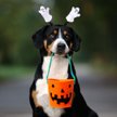 Halloween: Amerykanie wydadzą majątek na kostiumy dla zwierząt