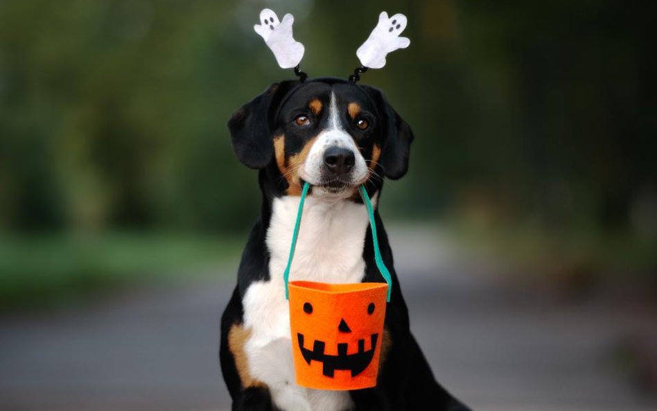 Halloween: Amerykanie wydadzą majątek na kostiumy dla zwierząt