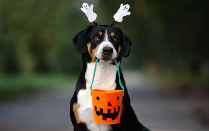 Halloween: Amerykanie wydadzą majątek na kostiumy dla zwierząt