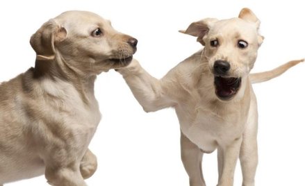 Zazdrość psów jest równie powszechna i gwałtowna jak ludzka