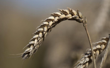 Krajowa Federacja Producentów Zbóż: pogarsza się jakość ziarna zbóż
