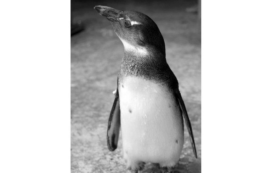 Wrocławskie ZOO: Jenot zabił pingwiny