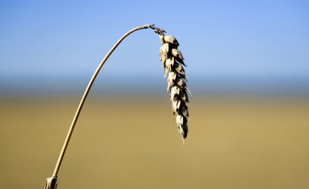 Ukraińskie zboże przez Polskę eksportowane jest kroplówką