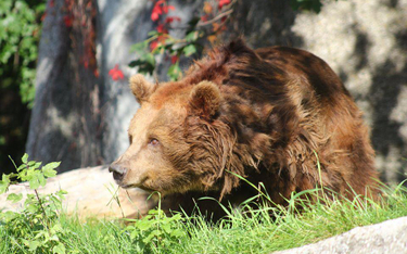Niedźwiedzice z wybiegu przy Al.Solidarności na warszawskiej Pradze zostaną przeniesione na teren og