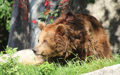 Niedźwiedzice z wybiegu przy Al.Solidarności na warszawskiej Pradze zostaną przeniesione na teren og
