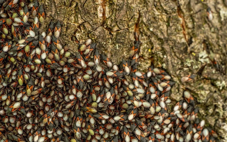 Skupieniec lipowy (Oxycarenus lavaterae)