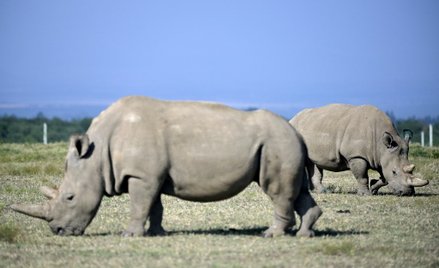 Walka o gatunek. Zapłodniono komórki jajowe ostatnich nosorożców