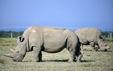 Walka o gatunek. Zapłodniono komórki jajowe ostatnich nosorożców
