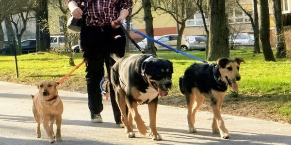 Jak chronić psa przed upałem? Behawiorystka ostrzega przed bieganiem w skwarze