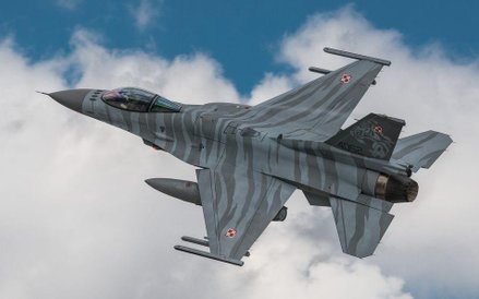 Tygrysie pasy na skrzydłach jastrzębia