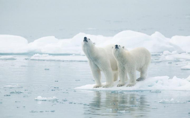 Sztuczne odtworzenie pokrywy lodowej w Arktyce stało się koniecznością – uważają amerykańscy naukowc