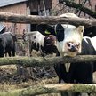 Rolnictwo należy do największych beneficjentów członkostwa Polski w UE