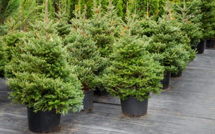 Niemcy stają się potentatem choinkowym w Europie