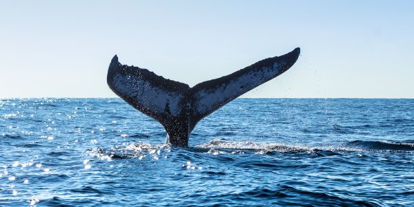 Przełomowy traktat wchodzi w życie. Dotyczy połowy powierzchni Ziemi