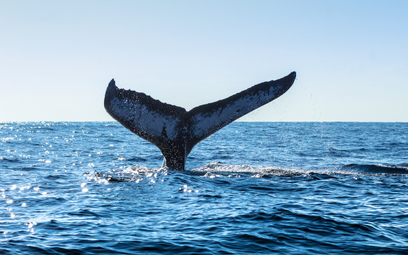 Sztuczna inteligencja chroni wieloryby