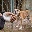 500 zł mandatu za brak szczepienia psa na wściekliznę