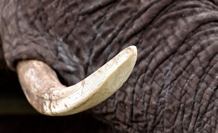 Słynny słoń Satao II zabity przez kłusowników w Kenii