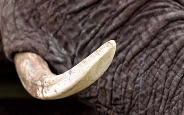 Słynny słoń Satao II zabity przez kłusowników w Kenii