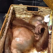 Rosjanin przemycał orangutana w walizce