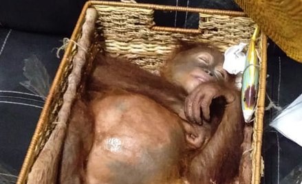 Rosjanin przemycał orangutana w walizce