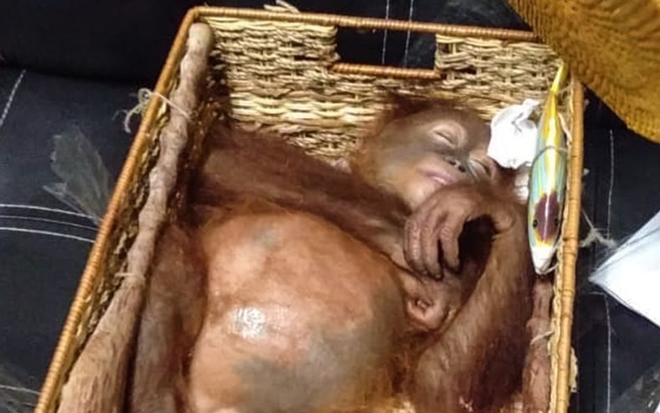 Rosjanin przemycał orangutana w walizce