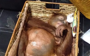 Rosjanin przemycał orangutana w walizce