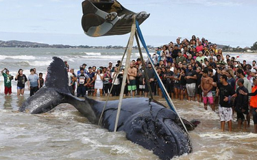 24-godzinna akcja ratowania wieloryba