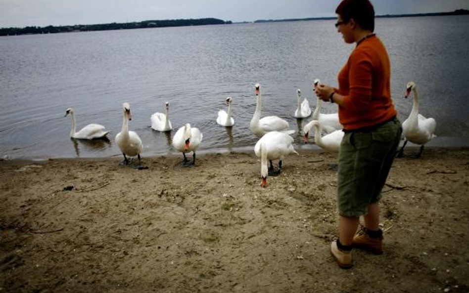 Obrączkowanie łabędzi