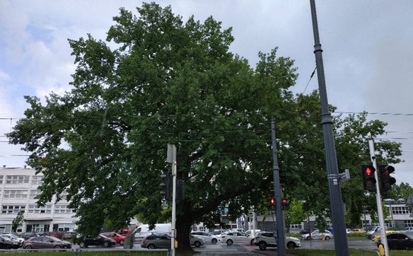 Drzewo mierzy 22 metry wysokości, a jego obwód wynosi aż 399 centymetrów.