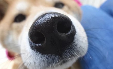 Rozwiązano zagadkę zimnych psich nosów