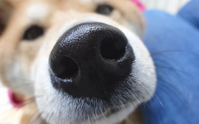 Rozwiązano zagadkę zimnych psich nosów
