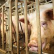 Młotkiem bili w głowy świń. Zapadł wyrok w sprawie weterynarza i kierownika fermy