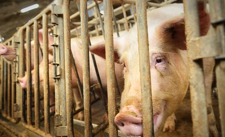 Młotkiem bili w głowy świń. Zapadł wyrok w sprawie weterynarza i kierownika fermy