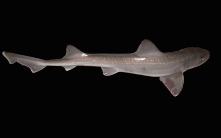 Występuje na głębokości od 5-350m. Można go spotkać u wybrzeży Anglii. Ale bez obaw. To maluch, okoł