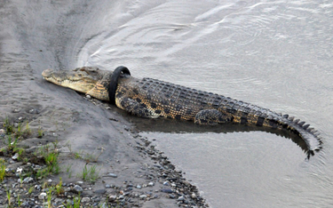 Indonezja oferuje nagrodę za zdjęcie opony z szyi krokodyla