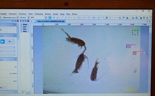 Widłonogi nowo opisanego gatunku Eurytemora nilsseni obderwowane w laboratorium