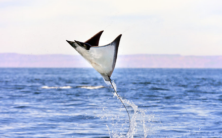 Nominacja w kategorii najlepsza piosenka oryginalna: Ginący świat/ Manta Ray, wyk. J. Ralph & Antony