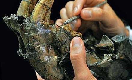 Kości drapieżnego kota zamiast złoża ropy