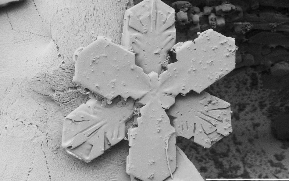 Śnieg - widok z mikroskopu elektronowego