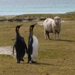 Falklandy są znane z niezwykle różnorodnej fauny. Choć wyspy są oddalone o kilkanaście tysięcy kilom