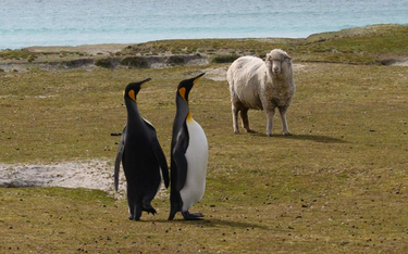 Falklandy są znane z niezwykle różnorodnej fauny. Choć wyspy są oddalone o kilkanaście tysięcy kilom