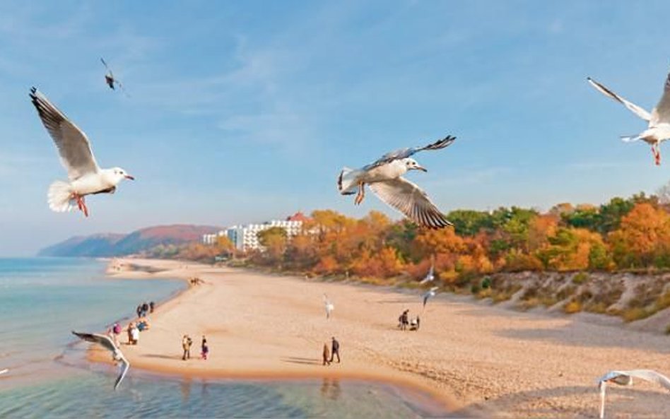 Morze zabiera coraz więcej bałtyckich plaż.